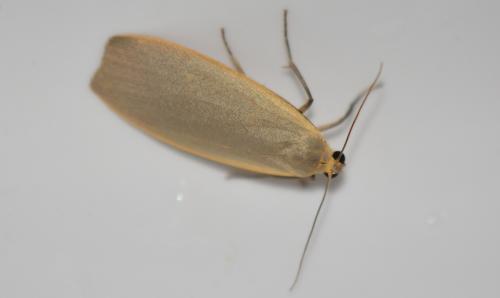 Eilema griseola